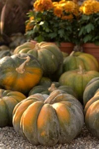 What to Plant in the Fall