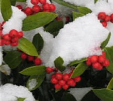 winter2009