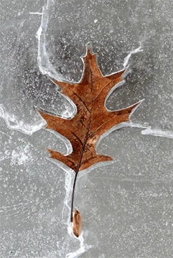 winter2010