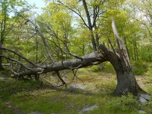 How to Spot a Problem Tree