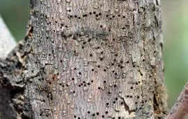 treeboring