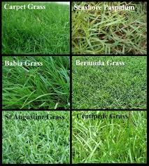 Lawn Weed Control