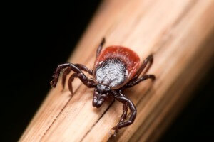 Warm fall means late-season ticks