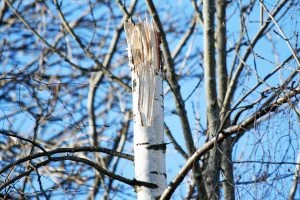 Mature tree on a Long Island property
