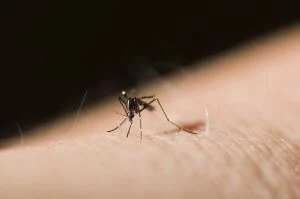Mosquito Bites in the Sumer - Mosquito Bites
