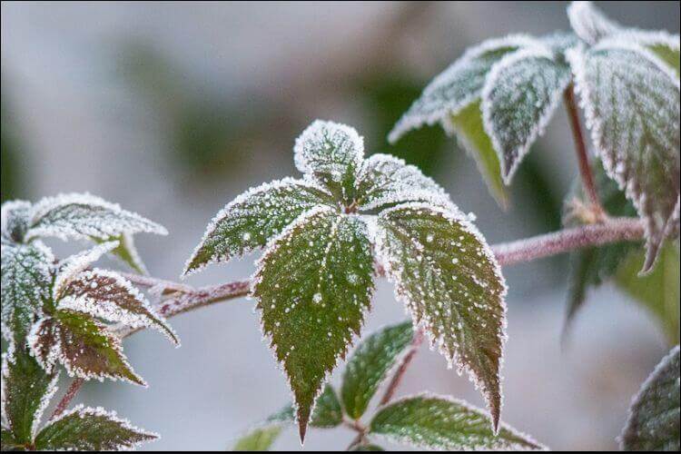 January and February Gardening Tasks