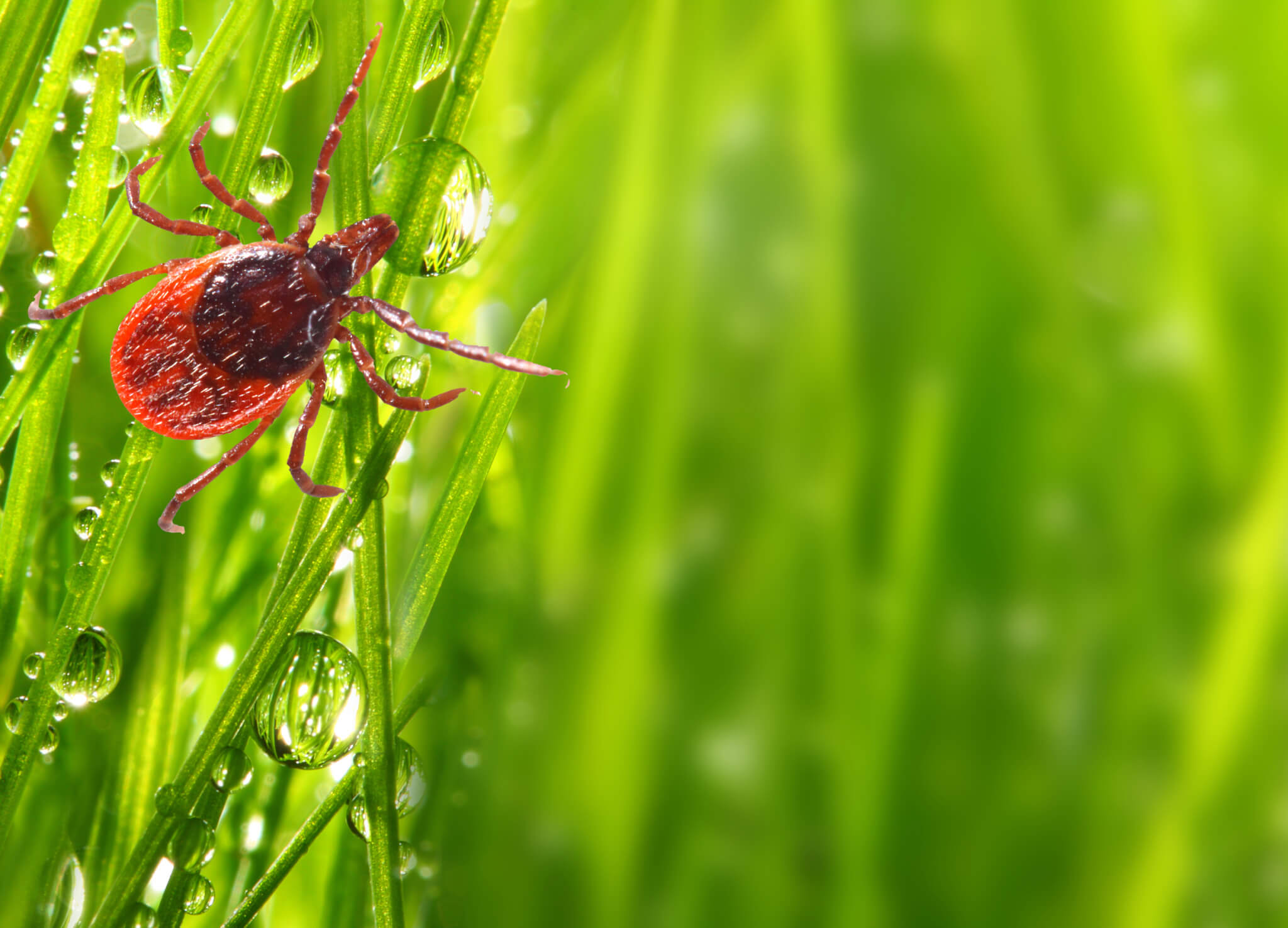 Your Fall Checklist For Long Island Tick and Mosquito Control