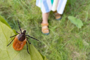 Keeping Ticks Out of the Yard