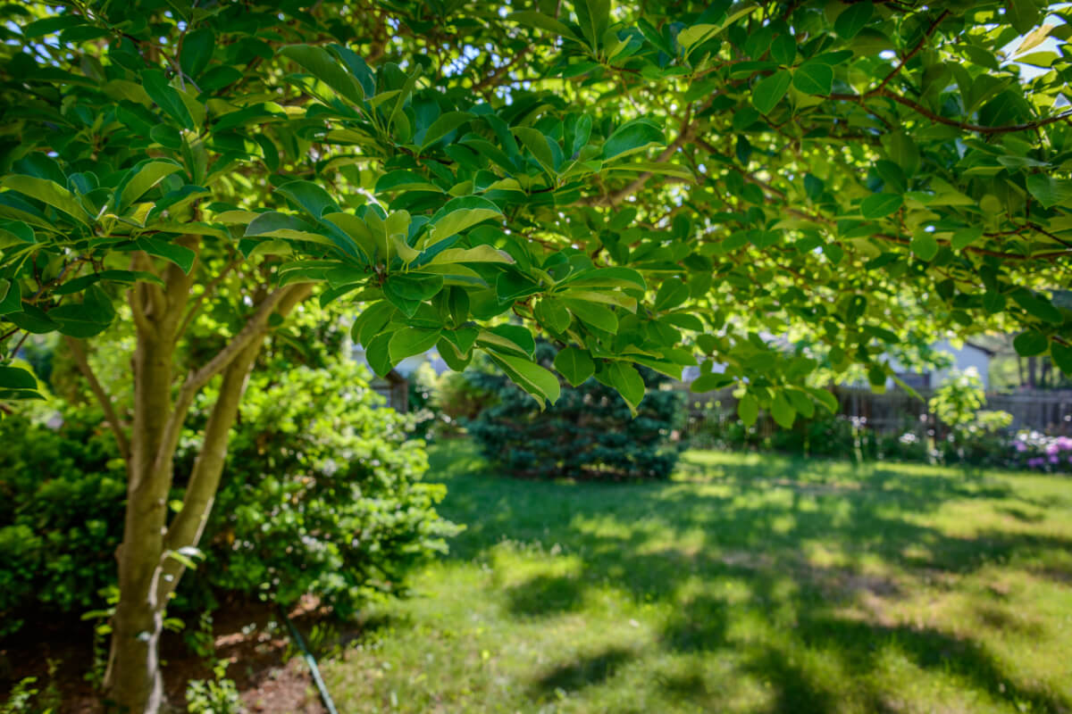 Maintaining Your Hamptons Home with Tree Spraying Services