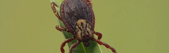 organic tick spraying