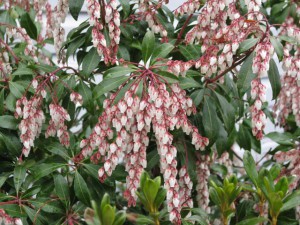 Andromeda (pieris) in bloom 2