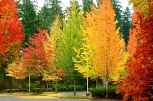 autumn-trees