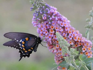 butterfly-bush-l3-300x227