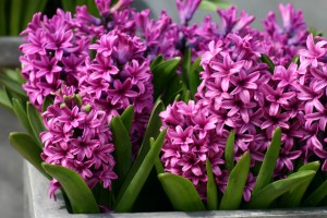 pink-hyacinths-pink-color-29860366-1536-1024