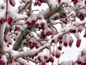winter-fruit