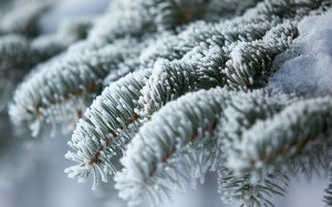 protecting plants from cold