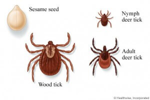 control ticks