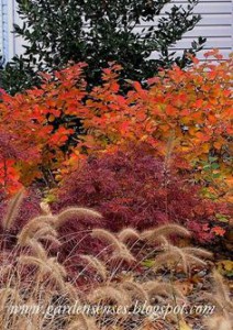 What to Plant in the Fall