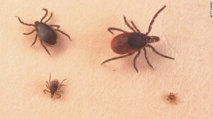 ticks