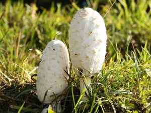 mushrooms in your lawn