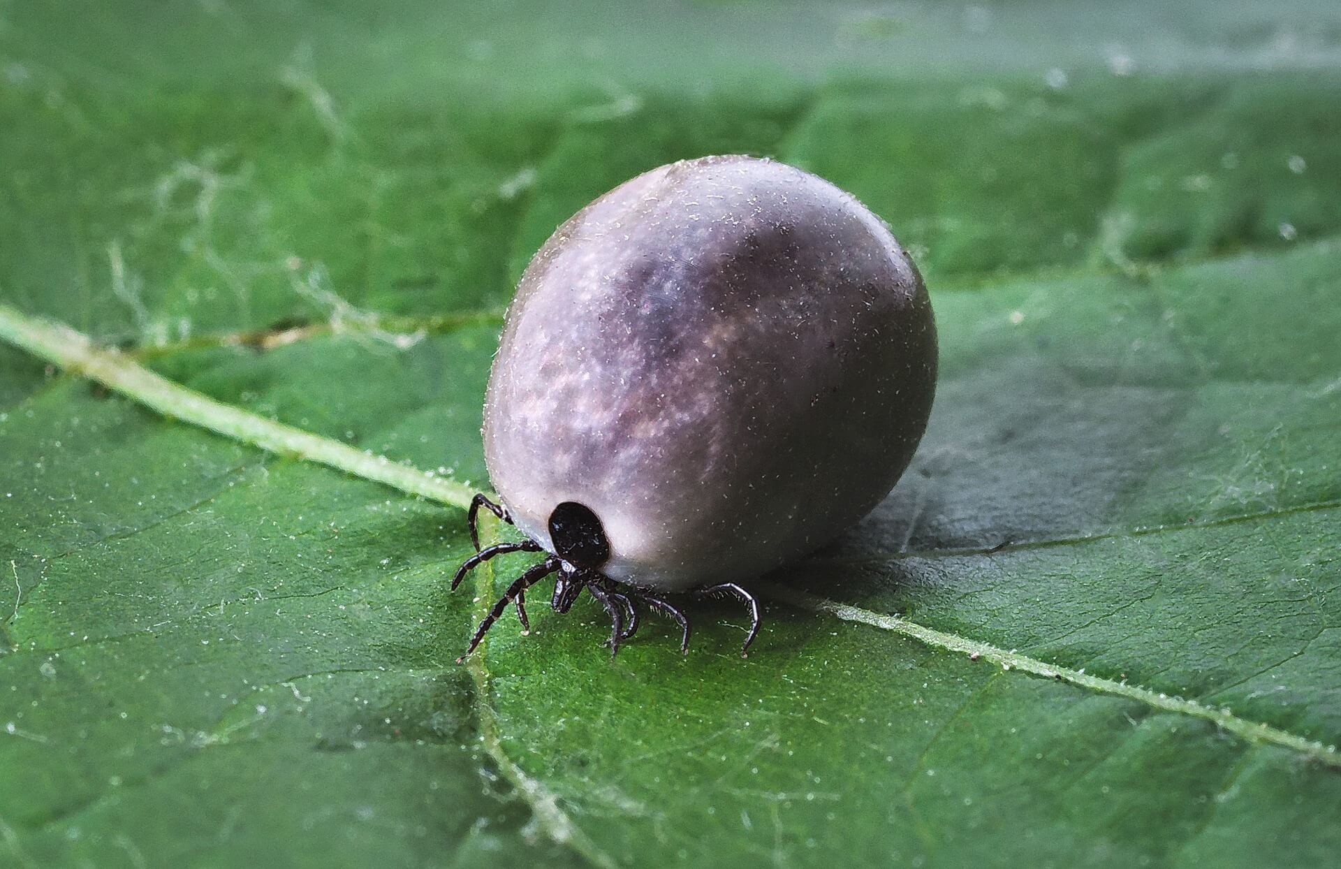 What Causes A Tick Infestation In My Yard Organically Green