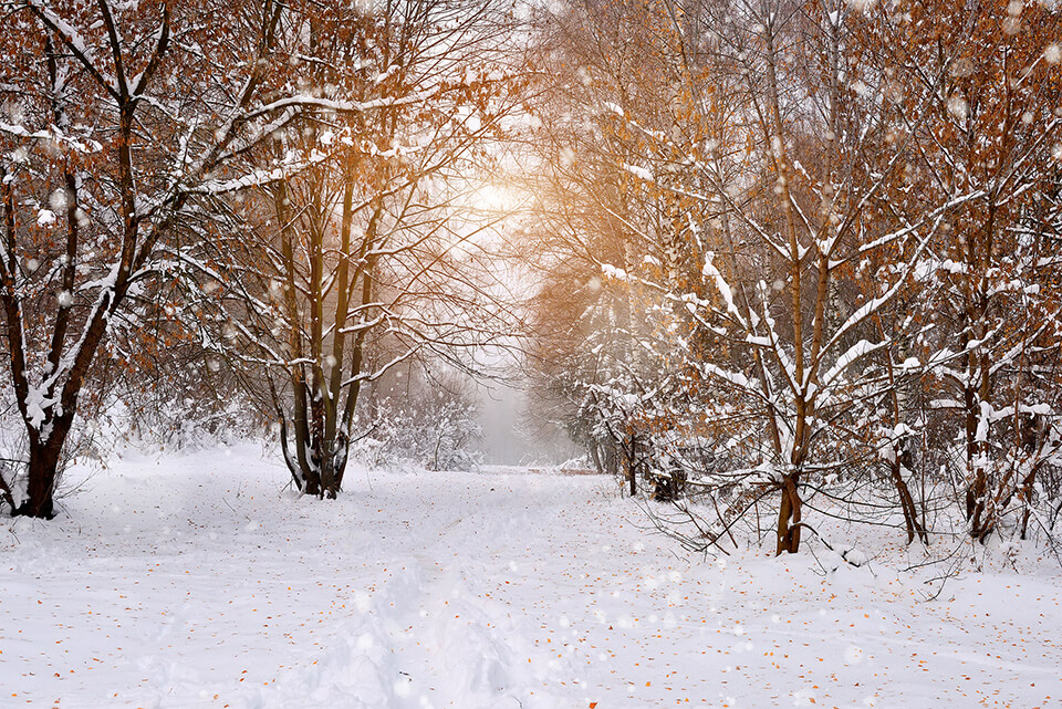 Winter can be harsh on your yard, a winter spray can help your yard bounce back quicker!
