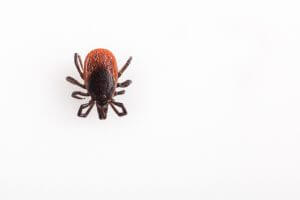 tick bites