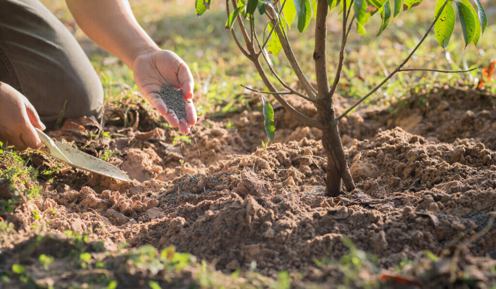 Tree and Shrub Fertilization