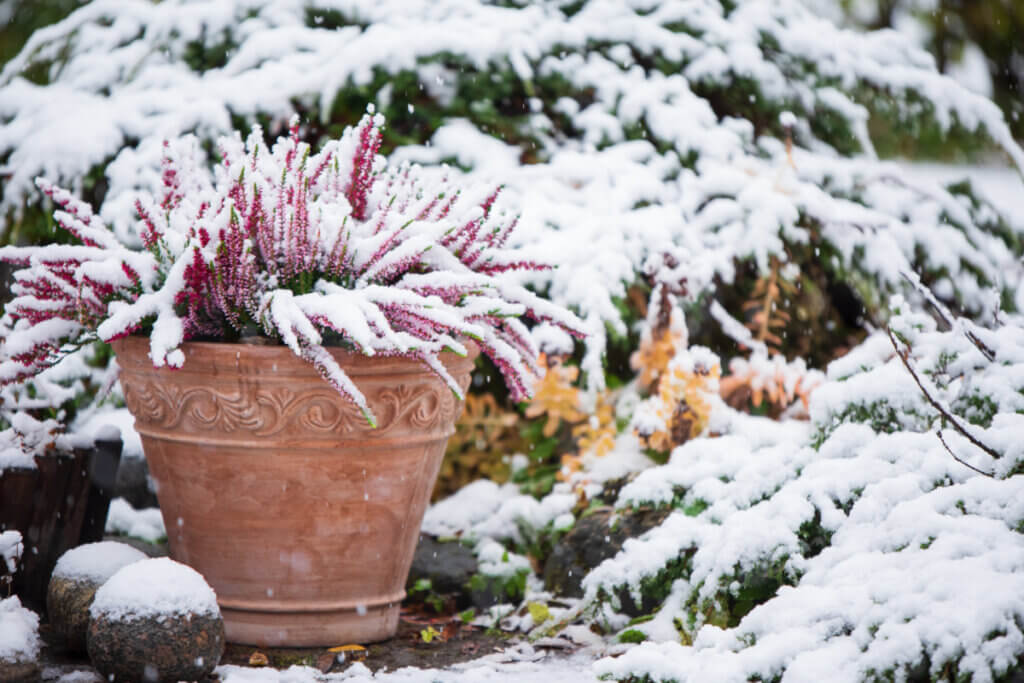 Plant Healthcare Winter