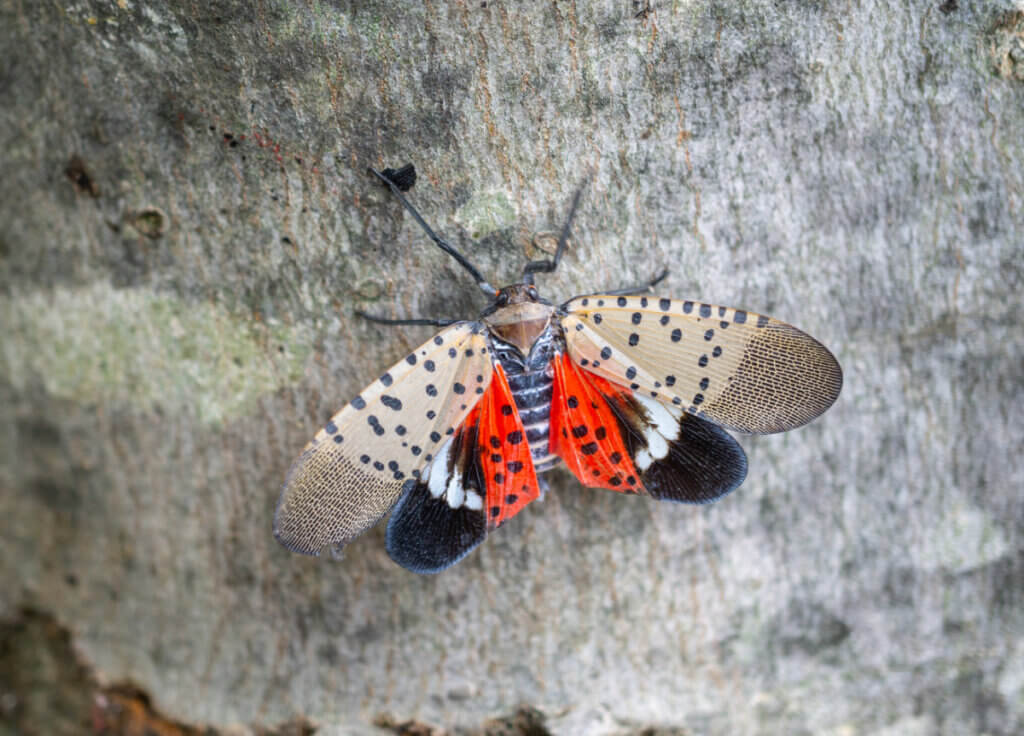 Spotted Lanternfly & Beech Leaf Disease Treatment