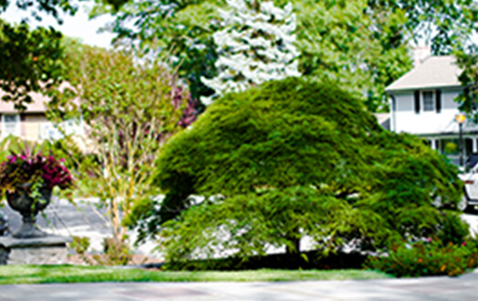 Mosquito Control Oyster Bay, NY