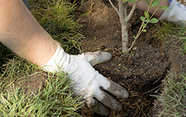 Mosquito Control Oyster Bay, NY