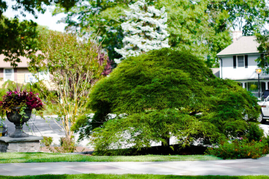 Mosquito Control Oyster Bay, NY