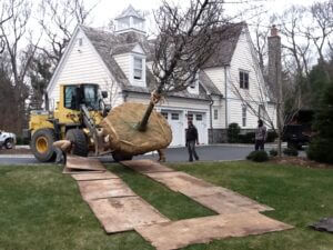 Mosquito Control Oyster Bay, NY