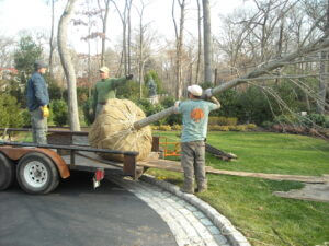 Mosquito Control Oyster Bay, NY