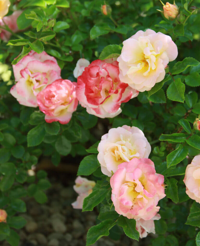 Mosquito Control Oyster Bay, NY