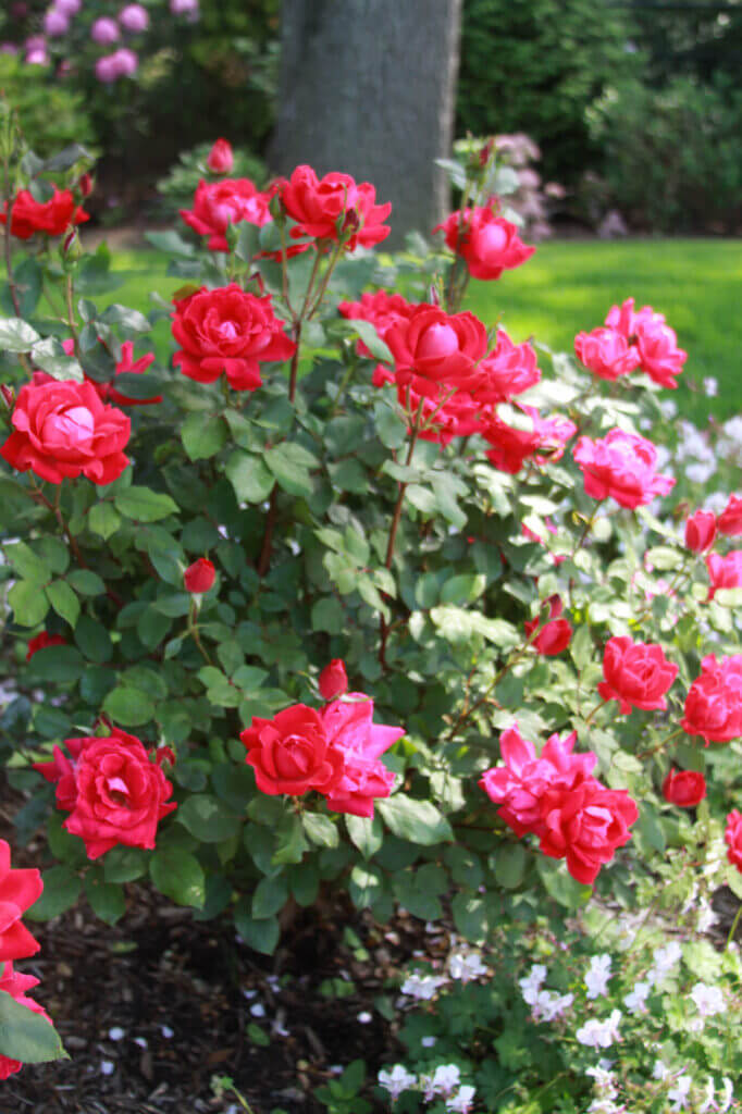 Mosquito Control Oyster Bay, NY