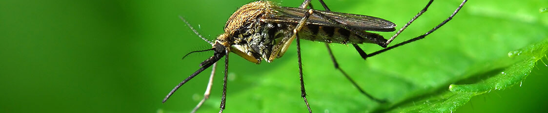 Mosquito Control Oyster Bay, NY