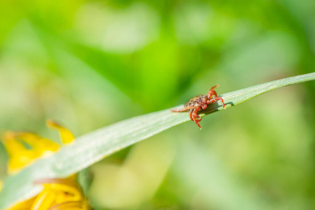 Long Island Tick Control