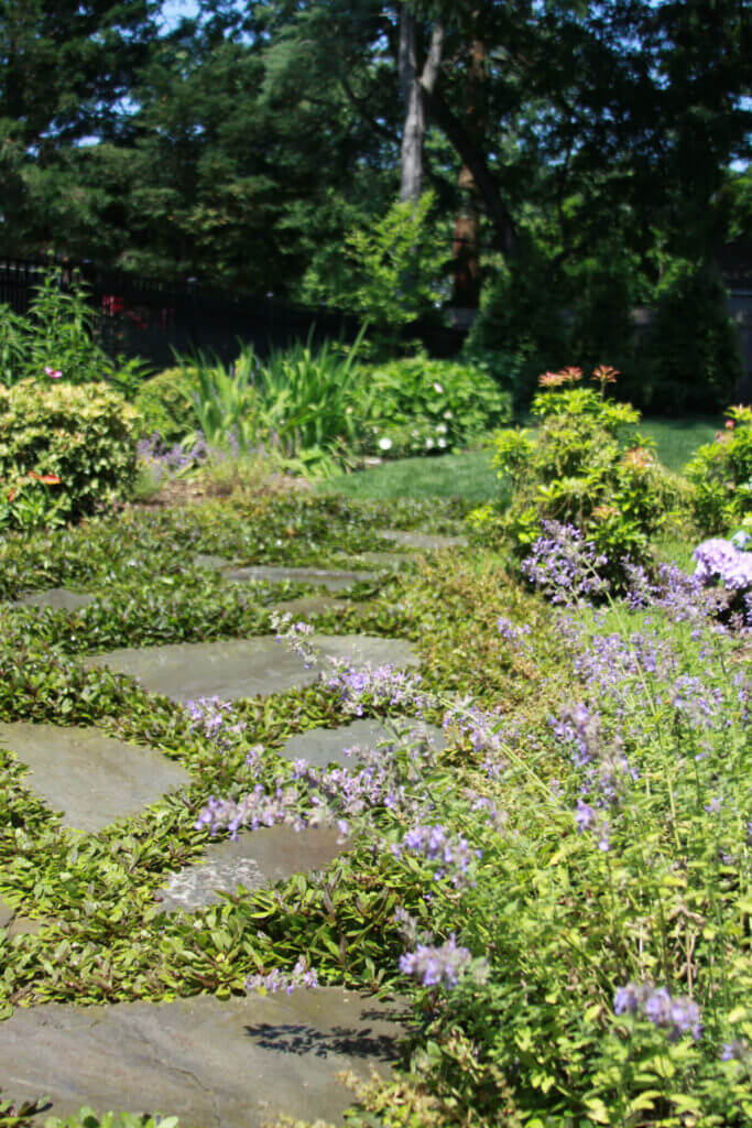 Mosquito Control Oyster Bay, NY