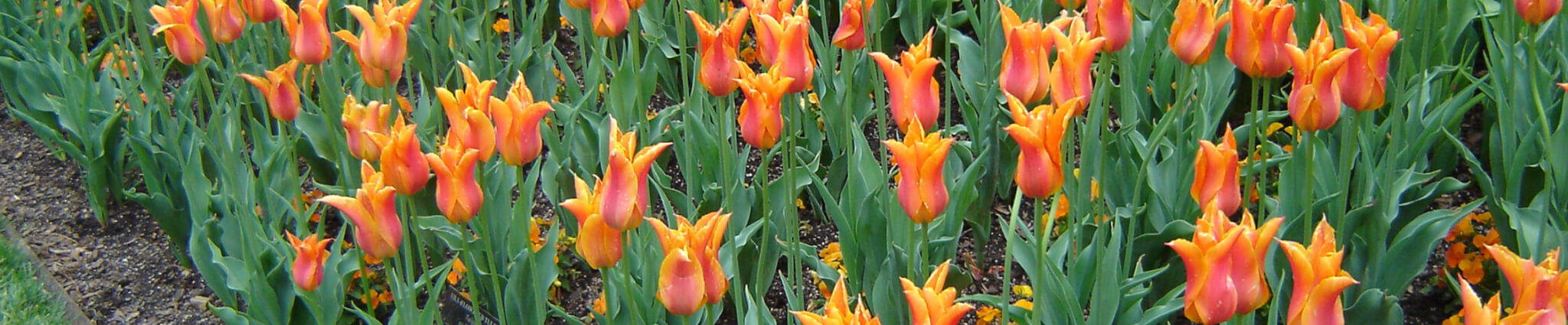 Mosquito Control Oyster Bay, NY