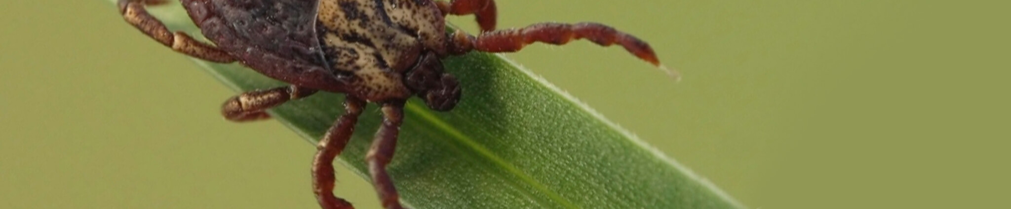 Mosquito Control Oyster Bay, NY