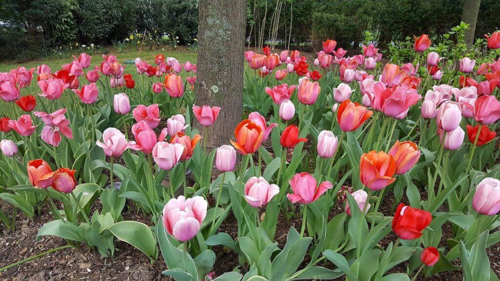 Mosquito Control Oyster Bay, NY