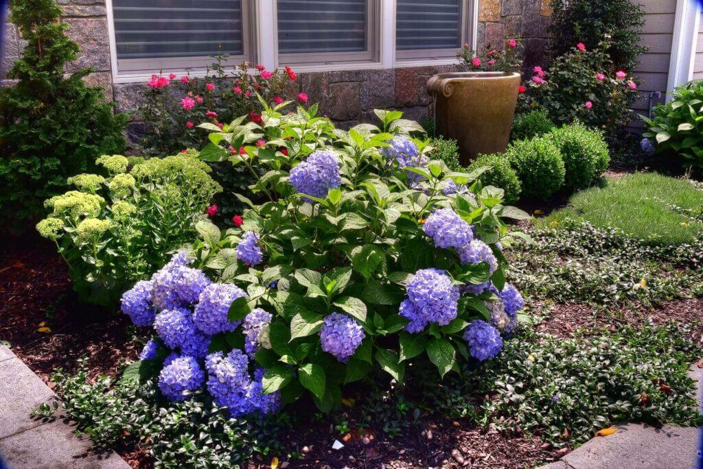 Mosquito Control Oyster Bay, NY