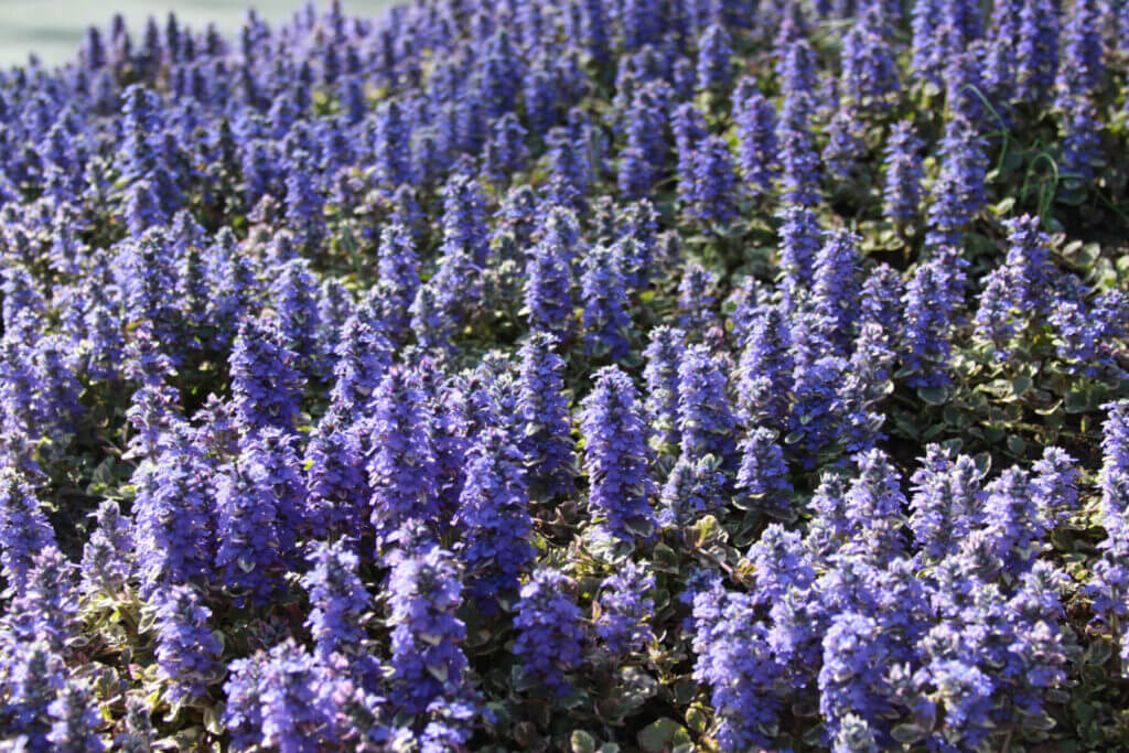 Mosquito Control Oyster Bay, NY