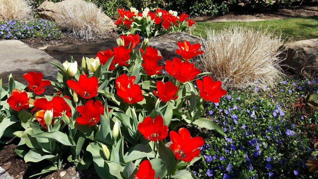 Tick Control Oyster Bay, NY