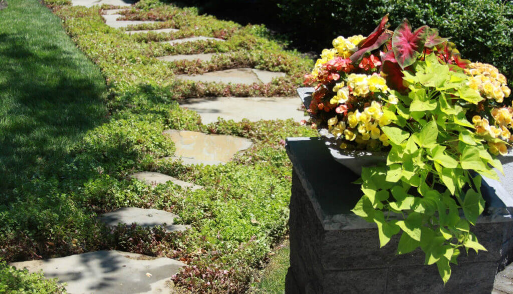 Mosquito Control Oyster Bay, NY