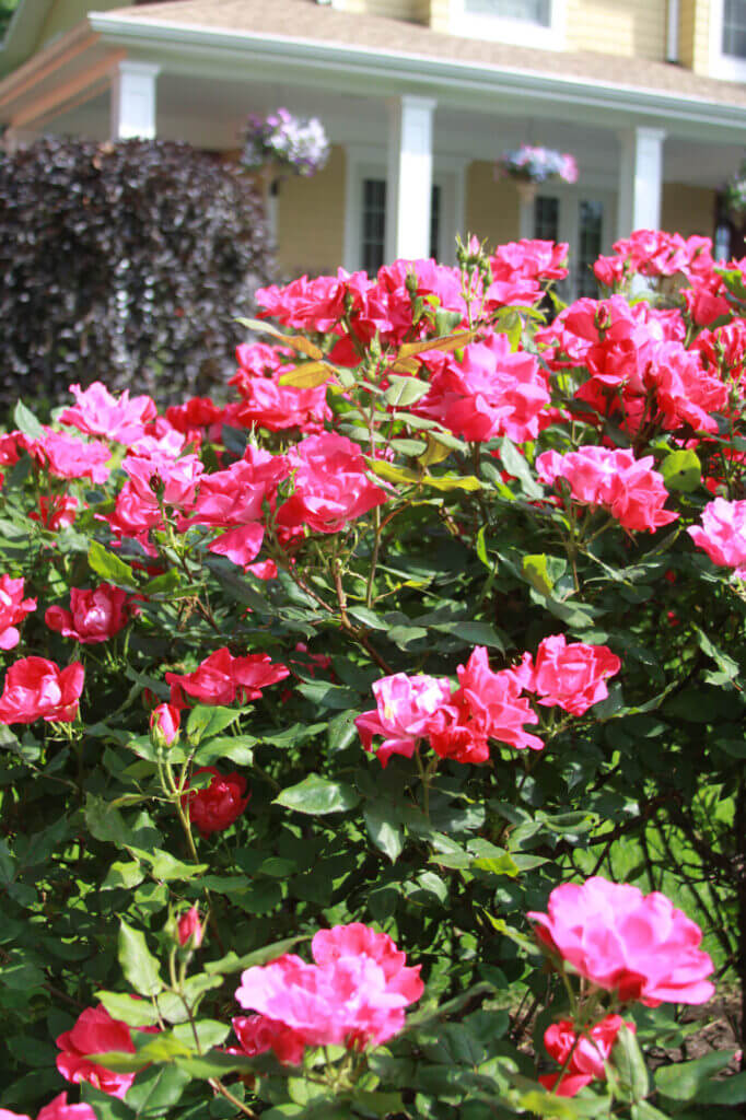 Tick Control Oyster Bay, NY