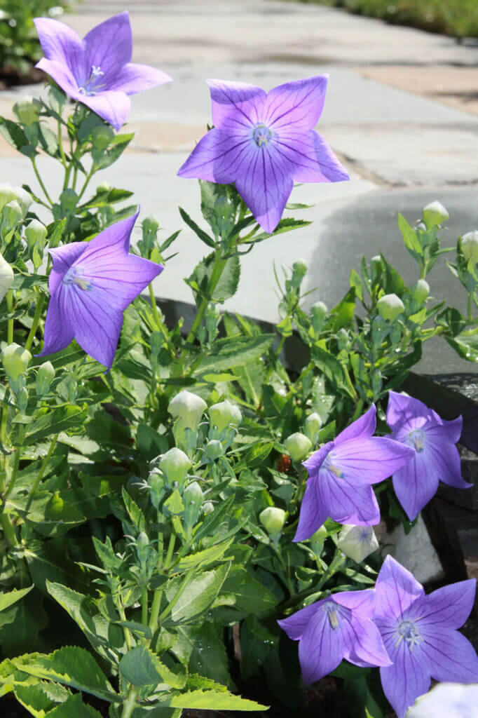 Mosquito Control Oyster Bay, NY