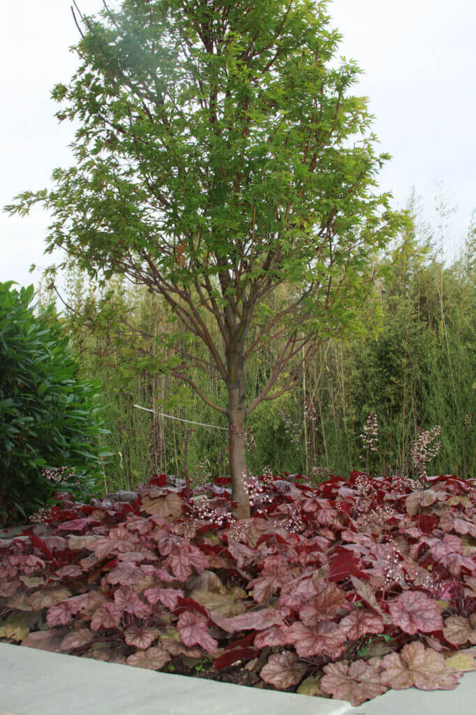 Mosquito Control Oyster Bay, NY